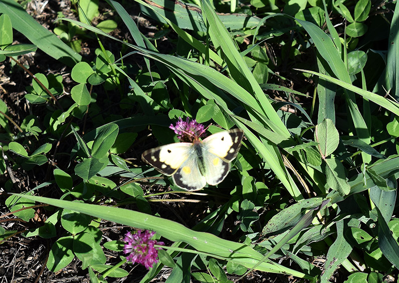 Colias crocea f. helice, Pieridae